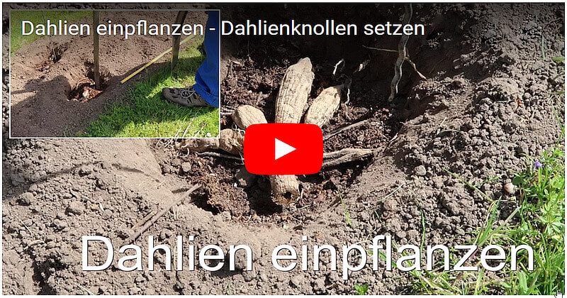 Videos zu Dahlien in unserem Garten, mehr als 22 Sorten.