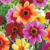 Happy Single Dahlien Mischung - Mix mit Blüten in verschiedenen Farben - Knollengröße 1 - 5 Knollen in der Packung - Kölle's Beste - 1