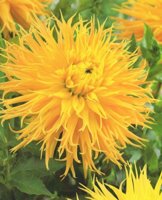 Hirschgeweih Dahlie großblumig Encore Knolle Blumenzwiebel (1) - 1