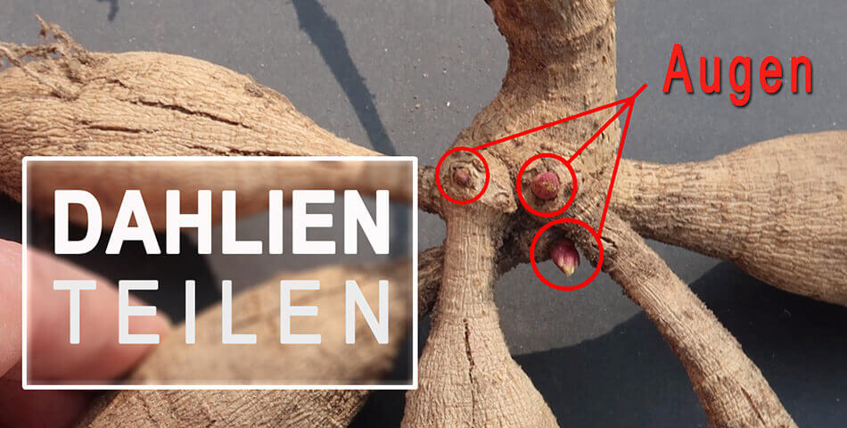 ᐅ Dahlien teilen, hier erfahrt man wie man große Knollen teilt.