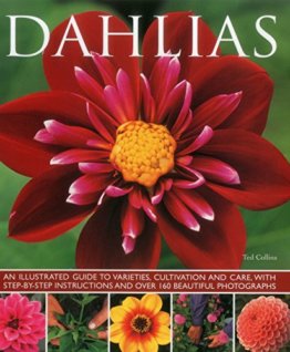 Dahlias - 1