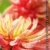 Feurige Dahlien (Wandkalender 2020 DIN A4 hoch): Strahlend schöne Spätsommerblumen (Monatskalender, 14 Seiten ) (CALVENDO Natur) - 3