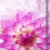 Feurige Dahlien (Wandkalender 2020 DIN A4 hoch): Strahlend schöne Spätsommerblumen (Monatskalender, 14 Seiten ) (CALVENDO Natur) - 4