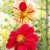 Feurige Dahlien (Wandkalender 2020 DIN A4 hoch): Strahlend schöne Spätsommerblumen (Monatskalender, 14 Seiten ) (CALVENDO Natur) - 5