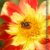 Feurige Dahlien (Wandkalender 2020 DIN A4 hoch): Strahlend schöne Spätsommerblumen (Monatskalender, 14 Seiten ) (CALVENDO Natur) - 7