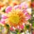 Feurige Dahlien (Wandkalender 2020 DIN A4 hoch): Strahlend schöne Spätsommerblumen (Monatskalender, 14 Seiten ) (CALVENDO Natur) - 8