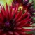 Feurige Dahlien (Wandkalender 2020 DIN A4 hoch): Strahlend schöne Spätsommerblumen (Monatskalender, 14 Seiten ) (CALVENDO Natur) - 9