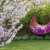 Junges Gartendesign - Terrassen und Sitzplätze (Garten- und Ideenbücher BJVV) - 2