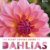 Plant Lovers  Guide to Dahlias (Plant Lover S Guides) - 1