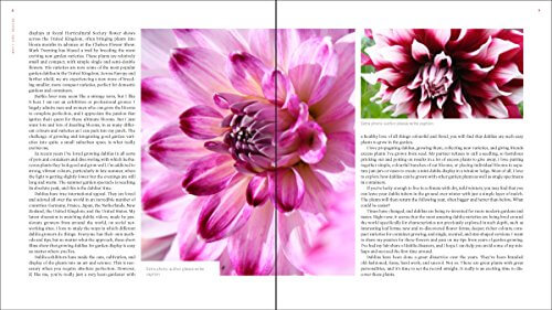 Plant Lovers Guide to Dahlias (Plant Lover S Guides) 3