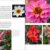 Plant Lovers  Guide to Dahlias (Plant Lover S Guides) - 4