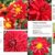 Plant Lovers  Guide to Dahlias (Plant Lover S Guides) - 6
