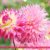 Wunderbare Dahlienwelt (Wandkalender 2020 DIN A3 quer): Die Königin des Spätsommers in farbenfroh leuchtenden Fotografien (Monatskalender, 14 Seiten ) (CALVENDO Natur) - 6