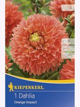 Deko-Dahlien Orange Impact, gefranst - 1