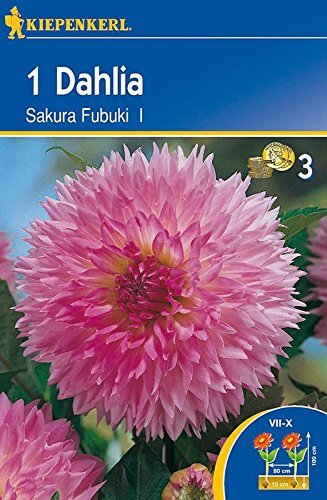 Dekorative Dahlie Sakura Fubuki | Dekorative-Dahlienzwiebeln von Kiepenkerl - 1