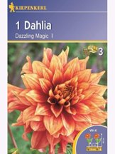 Dekorative Dahlien Dazzling Magic orange-rot - 1