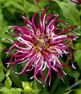 BALDUR-Garten Dahlie"Hollyhill Spider Woman",2 Knollen - 1