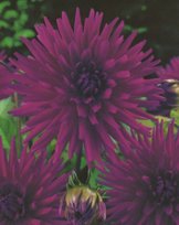 Kaktus Dahlien Purple Gem Knolle Blumenzwiebel (1) - 1