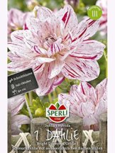 Seerosen-Dahlien Bright Diamond - 1