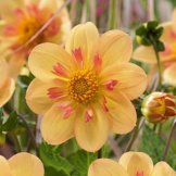 tomgarten Halskrausen-Dahlie 'Kelsey Annie Joy' |Blumenzwiebeln | 1 starke Zwiebel - 1