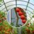HOMEGARD® - Gewächshausclips im 60er & 30er Set - Extra verstärkte Pflanzenhalter für Ihr Gewächshaus - Das perfekte Gewächshaus Zubehör - Die optimale Rankhilfe für Ihre Pflanzen - 5